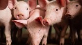 Santa Catarina amplia exportações de carne suína no primeiro trimestre de 2023