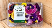 Brasil que floresce além do agronegócio tradicional