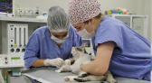 Mestrado em Saúde, Bem-estar e Produção Animal Sustentável da UFFS oferta 12 vagas