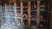 Maus-tratos a animais e criação de galos de rinha em Chapecó