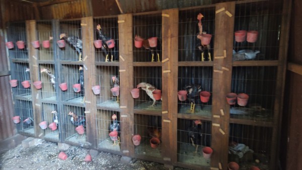 Maus-tratos a animais e criação de galos de rinha em Chapecó