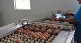 Produção de ovos cresce em Santa Catarina e fortalece atividade no agro