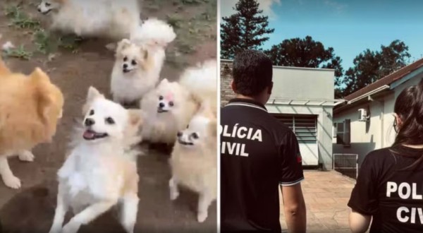 Mais de 200 animais são resgatados e donos de canil são presos por maus-tratos