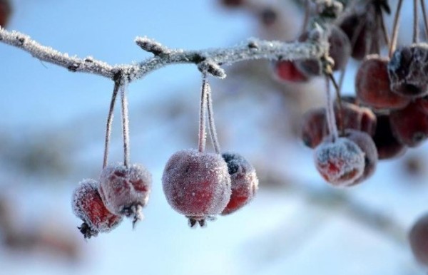 Menor temperatura do ano chega a -3,2°C em Santa Catarina