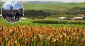 Com déficit de 6 milhões de toneladas, por que SC quer trocar milho do Centro-Oeste pelo do Paraguai