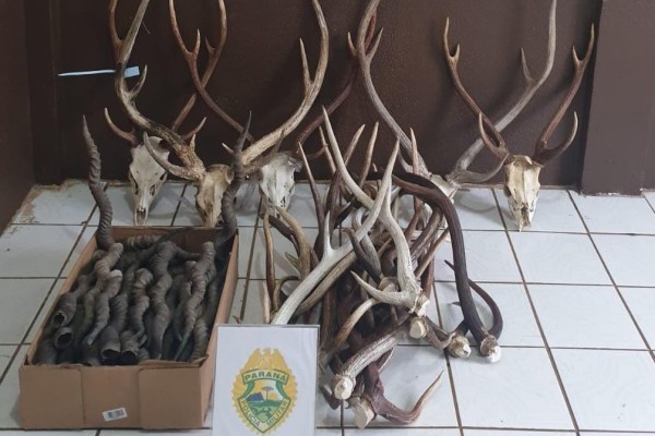 PM apreende mais de 70 cabeças e chifres de cervo e antílopes