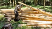 Policial Ambiental flagra retirada irregular de araucárias na Serra Catarinense