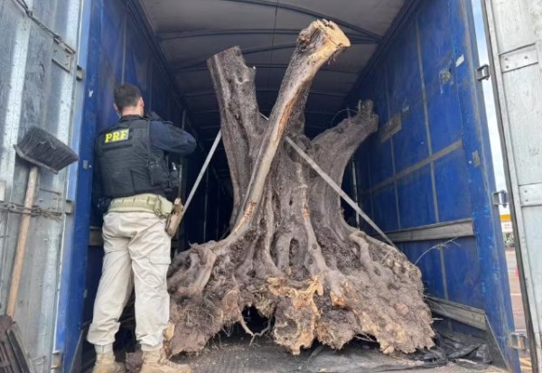 PRF apreende oliveiras centenárias contrabandeadas no Paraná