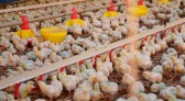 Santa Catarina registra alta de 27,8% no faturamento de exportações de carne de frango