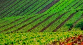 Paraná se consolida como maior produtor de orgânicos do país; veja onde encontrar feira mais próxima