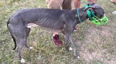 Proibição de corrida de cães é rejeitada pela Assembleia Legislativa de SC