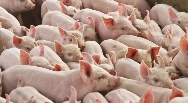 Exportação catarinense de carne suína registra alta de 21,1% em novembro