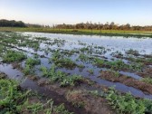 Agricultura de SC registra R$ 1,6 bilhão em perdas, com quase 50 mil propriedades afetadas pelas chuvas