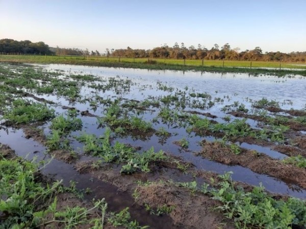 Agricultura de SC registra R$ 1,6 bilhão em perdas, com quase 50 mil propriedades afetadas pelas chuvas