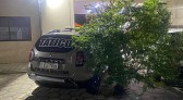Viatura da PM levando pé de maconha ‘gigante’ chama a atenção