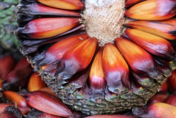 Pinhão deverá ser colhido mais tarde no Paraná em 2026