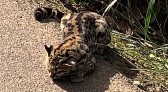 PM resgata animal silvestre que estava ferido na SC 160