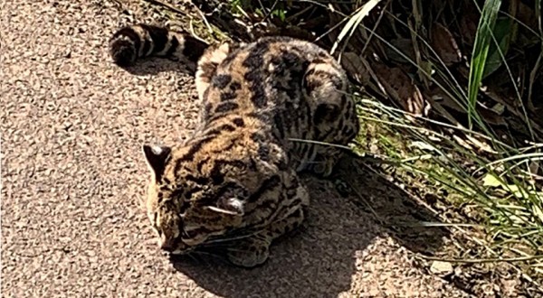 PM resgata animal silvestre que estava ferido na SC 160