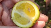 Doença inédita em frutas cítricas causa alerta em SC