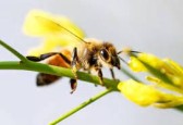 Ataque de abelhas deixa três pessoas feridas no interior de Paraíso