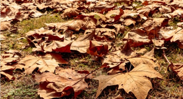 Entenda porque o início do outono tem hora marcada