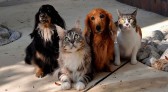 Proposta regula propriedade compartilhada de bicho de estimação