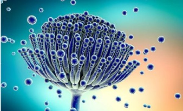 Micotoxinas em cereais será estudo coordenado pela Anvisa