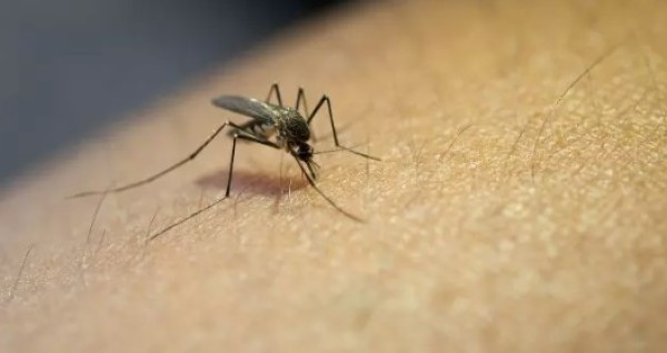 SC possui mais de 100 casos de febre do oropouche, doença transmitida pelo maruim