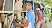 Curso para jovens impulsiona a produção de leite à base de pasto no Oeste Catarinense