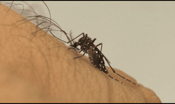 Governo repassa R$ 5 milhões para municípios catarinenses realizarem combate ao Aedes aegypti