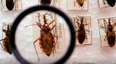 Saúde anuncia R$ 12 milhões para enfrentamento da doença de Chagas