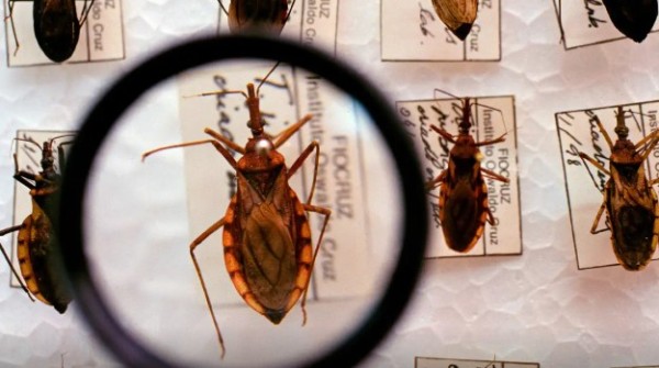 Saúde anuncia R$ 12 milhões para enfrentamento da doença de Chagas