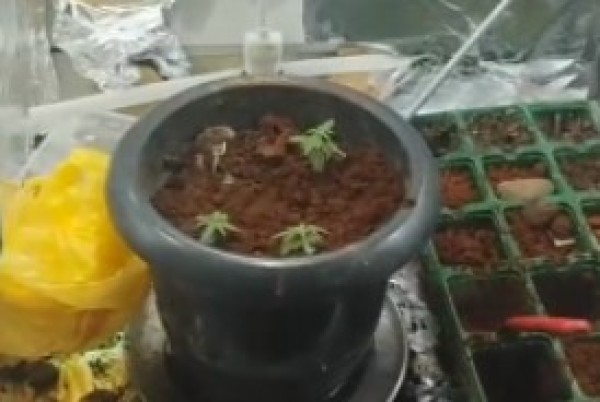 Menor é apreendido por tráfico de drogas