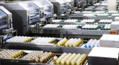 Produção de ovos no Brasil deve crescer 5% em 2026 e chegar a 56 bilhões de unidades
