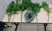 Caso de agressão revela plantação de drogas no quintal de casa em SC