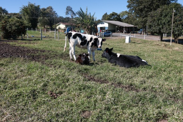 Paraná registrou crescimento na bovinocultura de corte e de leite em 2024