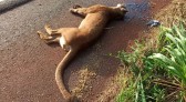Onça-parda é encontrada morta às margens da BR-467