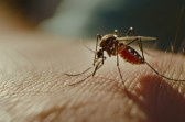 Princesa confirma mais dois focos do mosquito da dengue