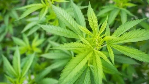 STF decide nesta quarta a quantidade de maconha que vai diferenciar usuário de traficante