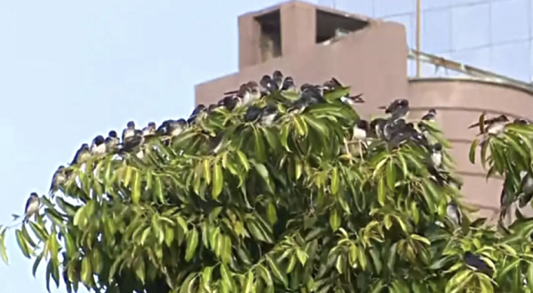 Andorinhas voltam a chamar atenção no centro de Chapecó e se aglomeram em árvores e fios