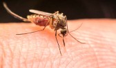 Brasil registra mais de mil mortes por dengue em 2022, maior valor desde 2015