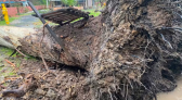 Tornado é confirmado em cidade de Santa Catarina após árvores serem arrancadas pela raiz