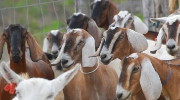 Programa de ovinocaprinocultura será lançado no fim do mês