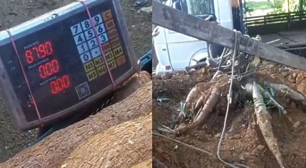 Família organiza 'força-tarefa' para colher pé de mandioca gigante de 84 kg em SC: 'Não tinha noção'