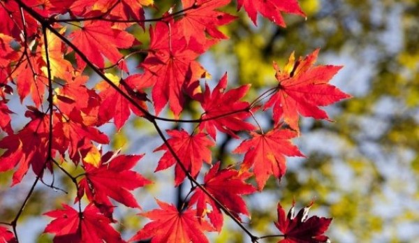 Outono começa nesta sexta-feira com previsão de calor acima da média em SC