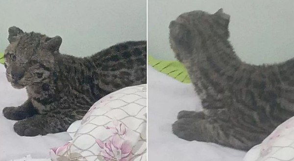 Homem encontra jaguatirica na cama do filho após deixar janela aberta