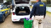 PRF apreende mais de 60 kg de maconha em carro de aplicativo na BR-282