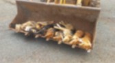 Vários cães são encontrados mortos por envenenamento