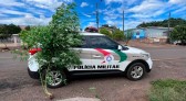 Pé de maconha com quase 2 metros de altura é encontrado em residência