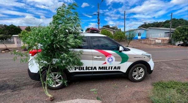 Pé de maconha com quase 2 metros de altura é encontrado em residência